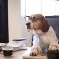 犬に人間用の栄養ド…