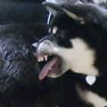 自分の尻尾を噛みち…