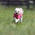 愛犬が『おいでに反…