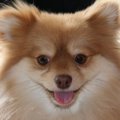 ペットは「家族の一…