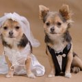 犬のウエディングド…