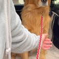車で『動物病院』に…