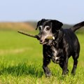 シニア犬に『イキイ…
