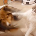 同居猫のことが大好…