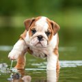 犬が『水』や『お湯…