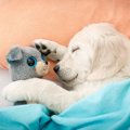 犬に枕を与えるメリ…