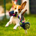 犬のテンションが高…