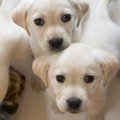 犬は小さい頃にお世…