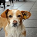 愛犬が急に吠えなく…