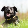 黒い犬は日光の下で…
