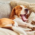 犬が『安心している…