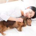 犬が『飼い主のそば…