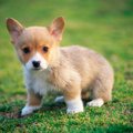 愛犬にも東洋医学を…