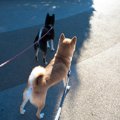 犬の里親になるまで…