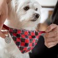 犬を混乱させてしま…