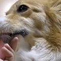 うまっうまっ。シャ…