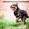 走るのが得意な犬種…