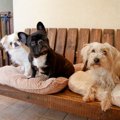 一人暮らしで犬の多…