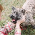 犬が飼い主をバカに…