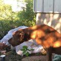 暗い床下で体を引き…