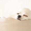 犬の『睡眠不足サイ…