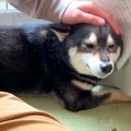 犬が『家族の外出』…