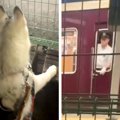 電車を見ていた大型…