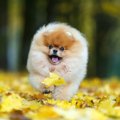 犬と秋に散歩すると…