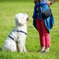 犬を落ち着かせる『…