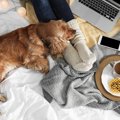 犬が飼い主の足の間…