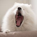 犬が睡眠不足になっ…