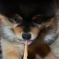 【不要不急の外出自…
