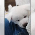 「お散歩行こう♡」秋田犬パピーのおねだりが可愛すぎて悶絶必至！