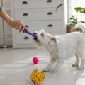 犬の『執着心』が強…