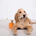 子犬の歯磨きはいつから？慣れさせる方法やサポートグッズを紹介