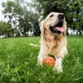 犬がほふく前進する…
