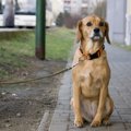配慮してあげて！犬…