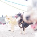 ノーリードで犬を歩…