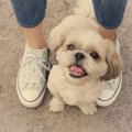 なぜ犬は飼い主の指…