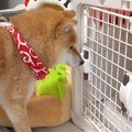 朝、4匹の犬に『ハウ…