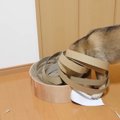 柴犬に猫用爪とぎを…