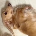 『とりあえずひっく…