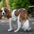 【元動物看護師体験…