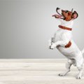 『ドジな犬』がよく…