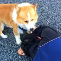 『犬の前で飼い主が…