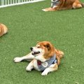 柴犬軍団と『ドッグ…
