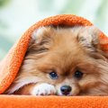 危機感の無い飼い主…