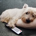 犬に『テレビ』はど…