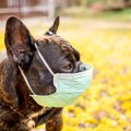 中高齢の犬が『咳き…