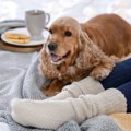 犬に『暖房』は使う…